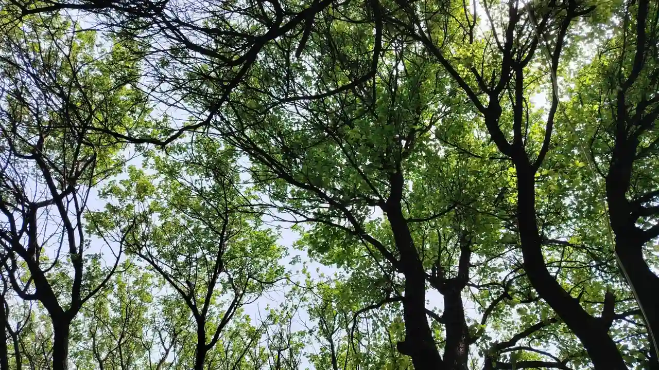 林春任头像
